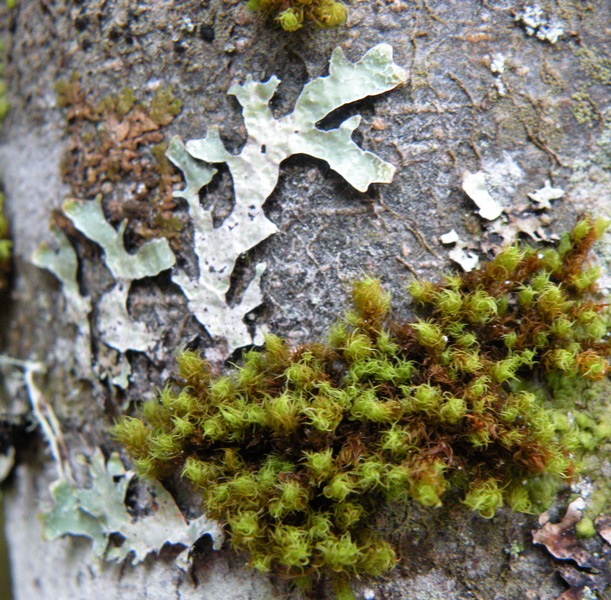 Licheni del Cansiglio